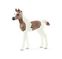 Pintabian foal 13839
