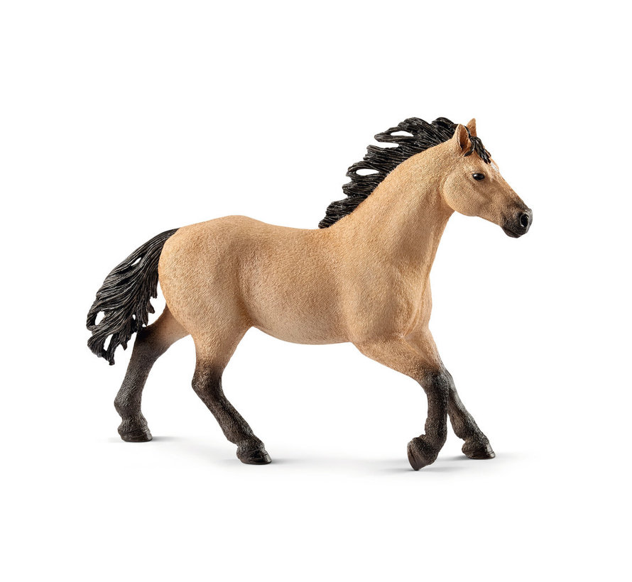 Paard Quarter Horse Hengst 13853