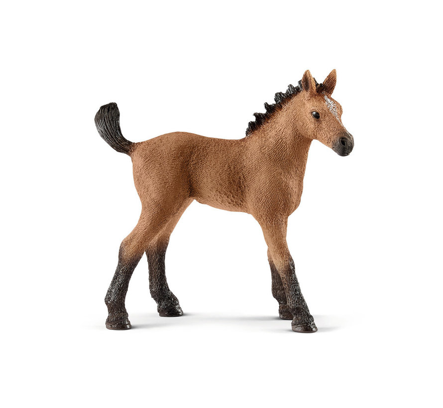 Quarter horse foal 13854