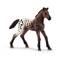 Appaloosa foal 13862