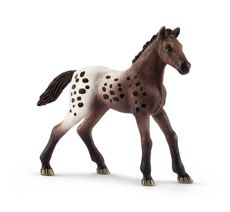 Paard Appaloosa Veulen 13862