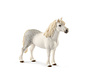 Paard Welsh Pony Hengst 13871