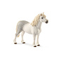 Welsh pony stallion 13871