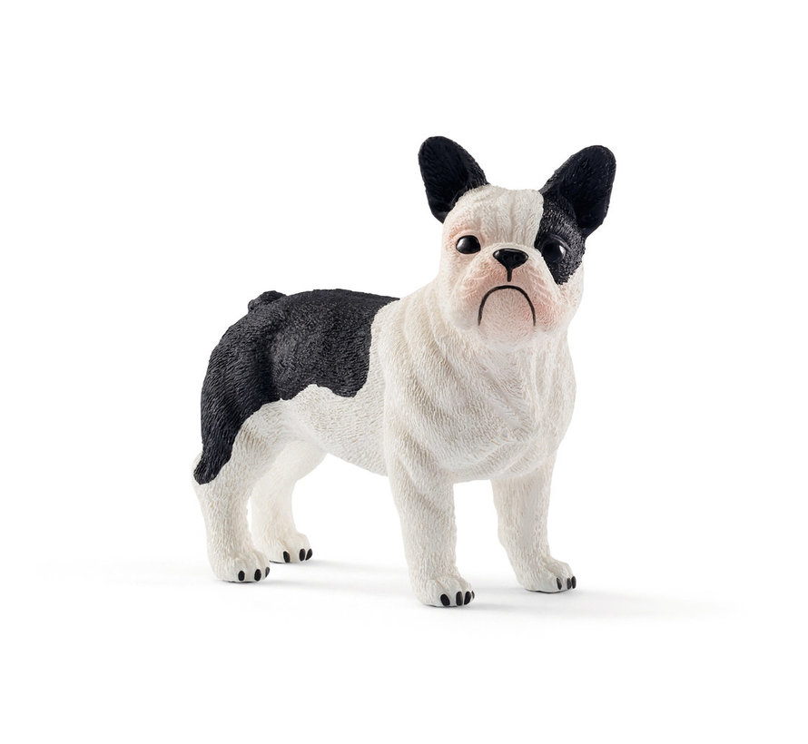 Hond Franse Bulldog 13877