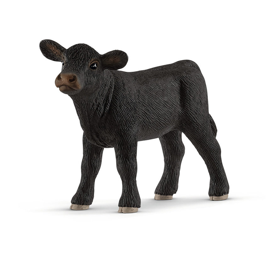 Black Angus calf 13880