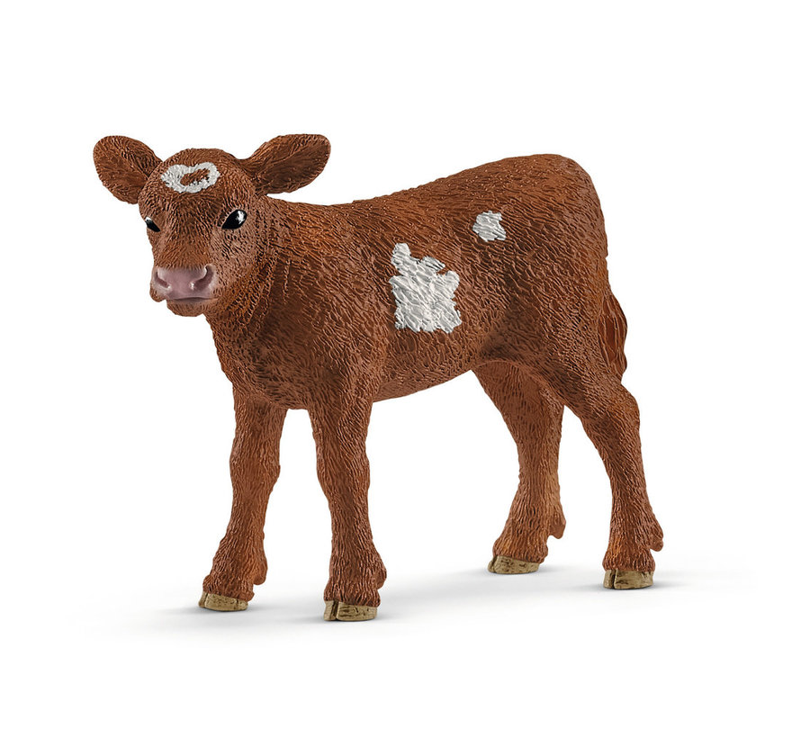 Koe Texas Longhorn Kalf 13881