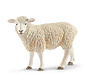 Schaap 13882