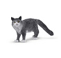 Maine Coon cat 13893