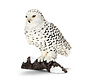 Snowy owl 14671