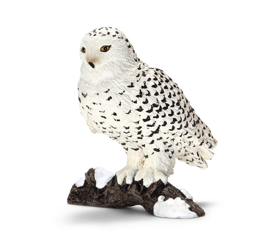 Snowy owl 14671