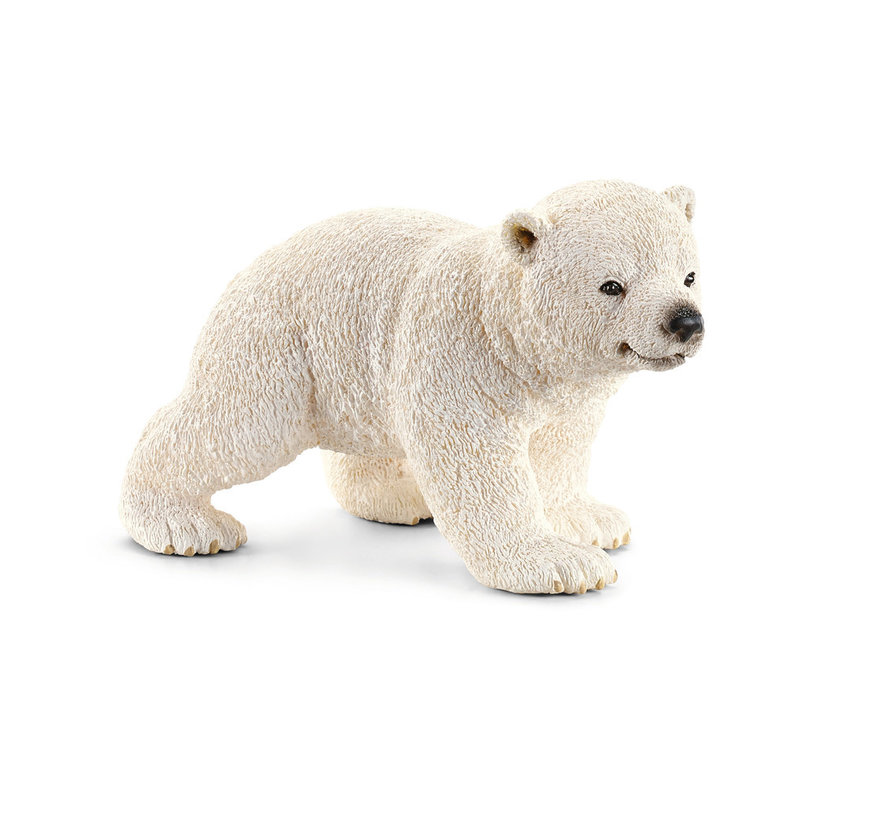 Polar bear cub, walking 14708