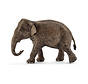 Asian elephant, female 14753