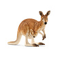 Kangaroo 14756