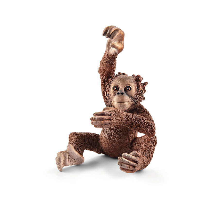 Young orangutan 14776