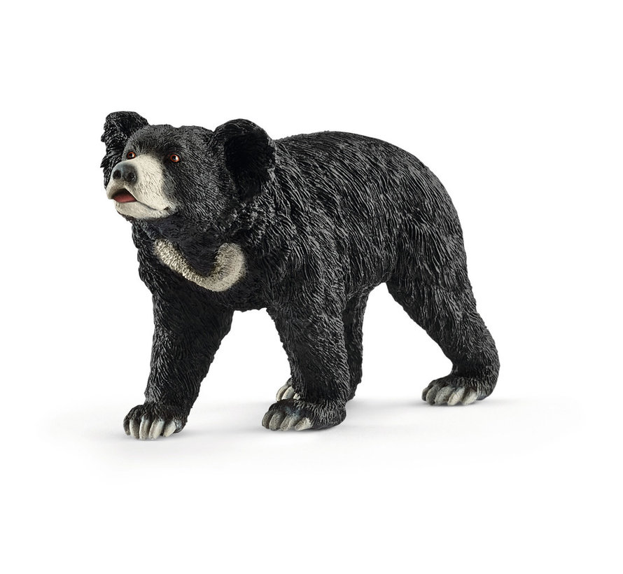 Sloth bear 14779