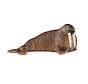 Walrus 14803