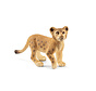 Lion cub 14813