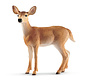 White-tailed doe 14819