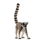 Ring-tailed lemur 14827