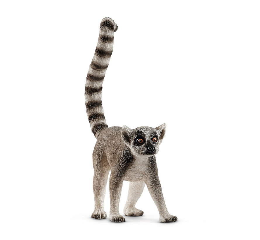 Ring-tailed lemur 14827