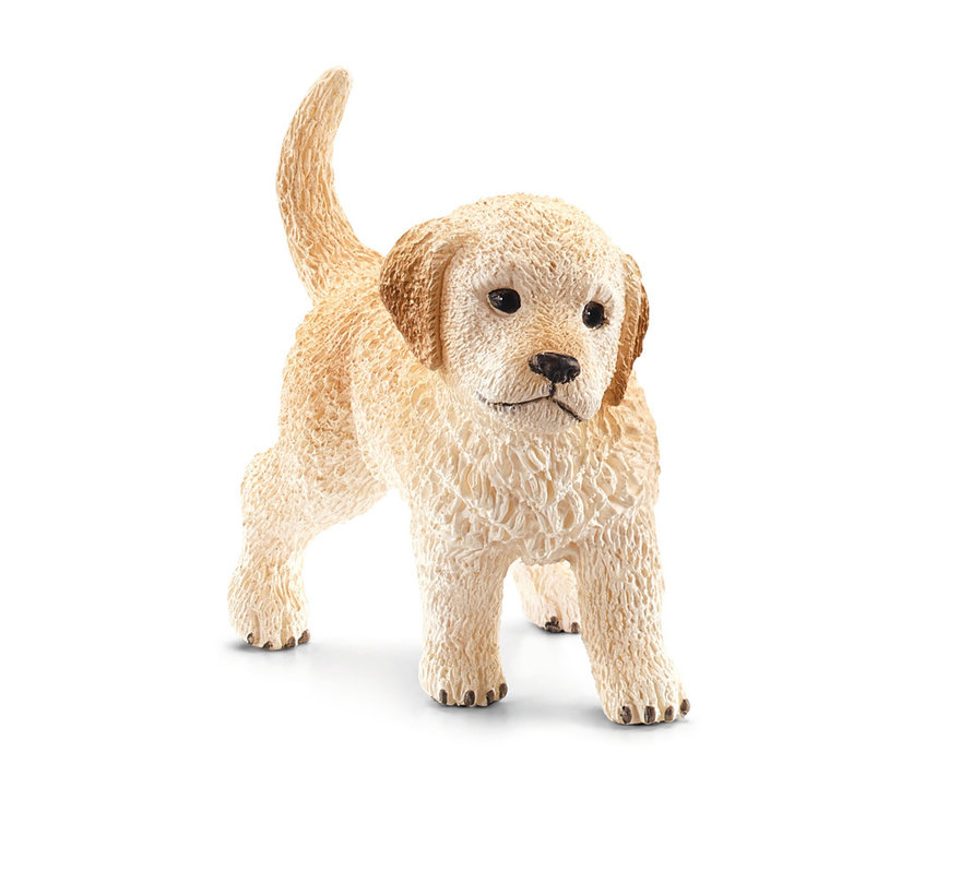 Golden Retriever puppy 16396