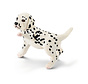 Dalmatian puppy 16839