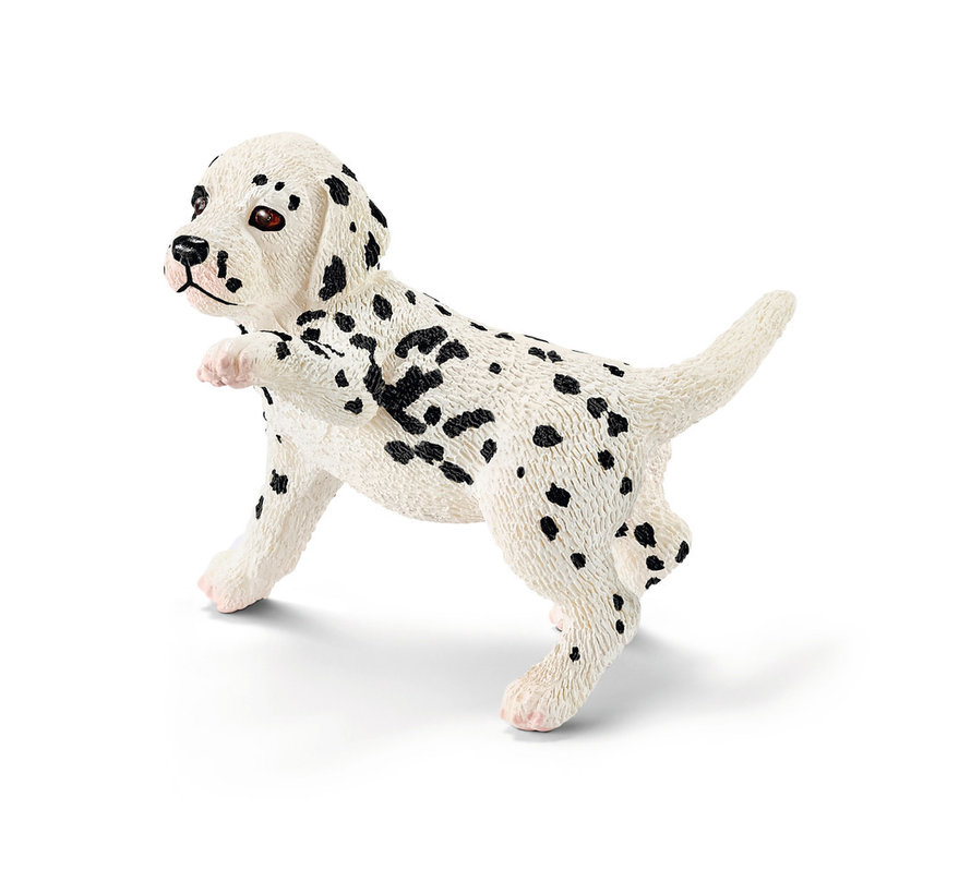 Dalmatian puppy 16839