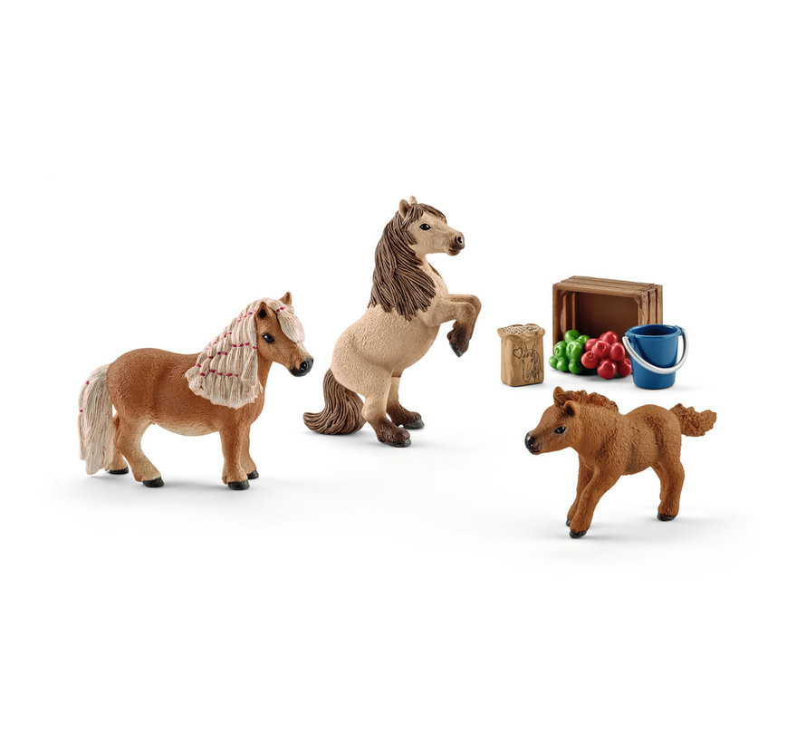 Miniature Shetland pony family 41432