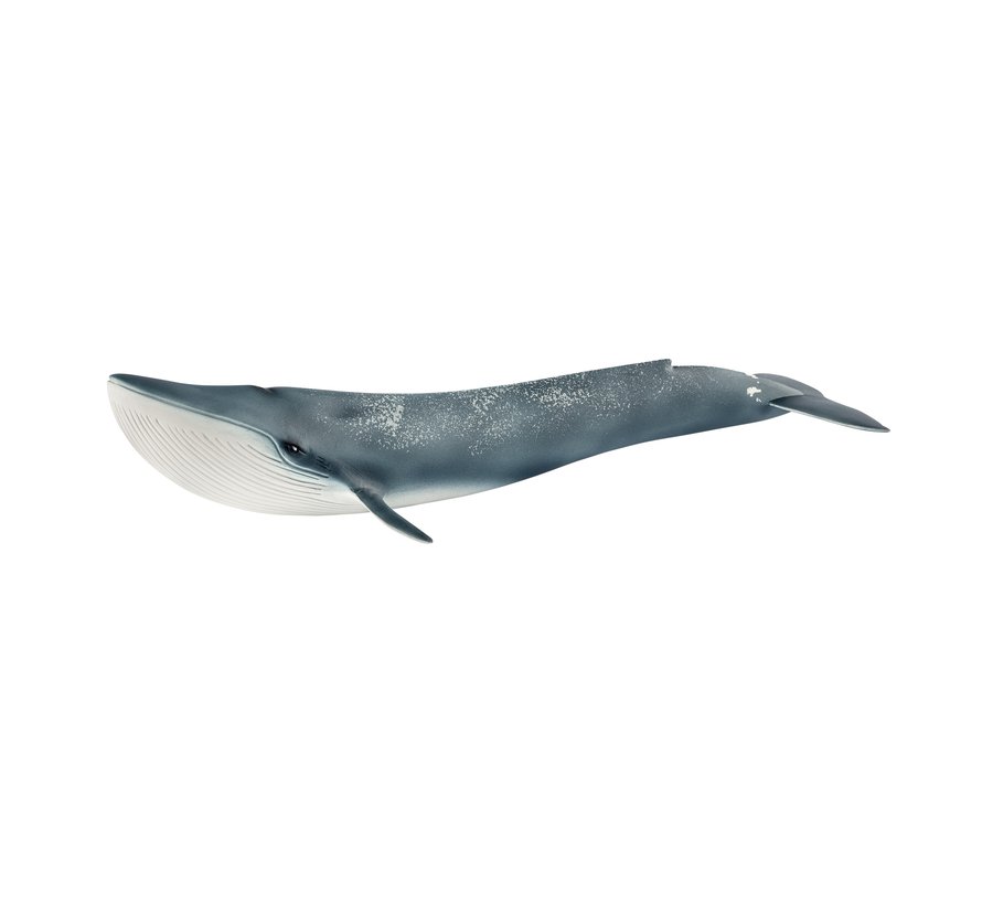 Blue whale 14806