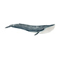 Blue whale 14806