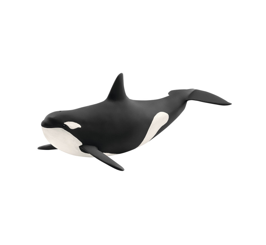 Killer Whale 14807