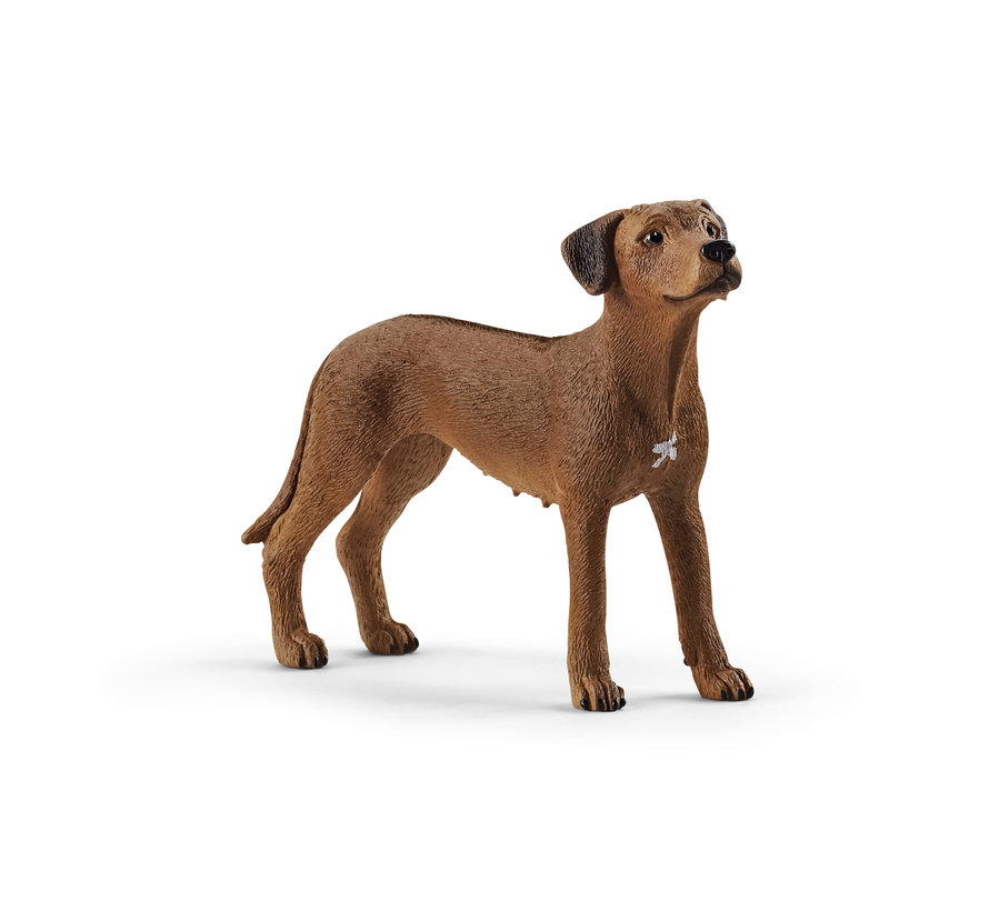 Rhodesische Ridgeback 13895