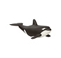 Baby Orca 14836