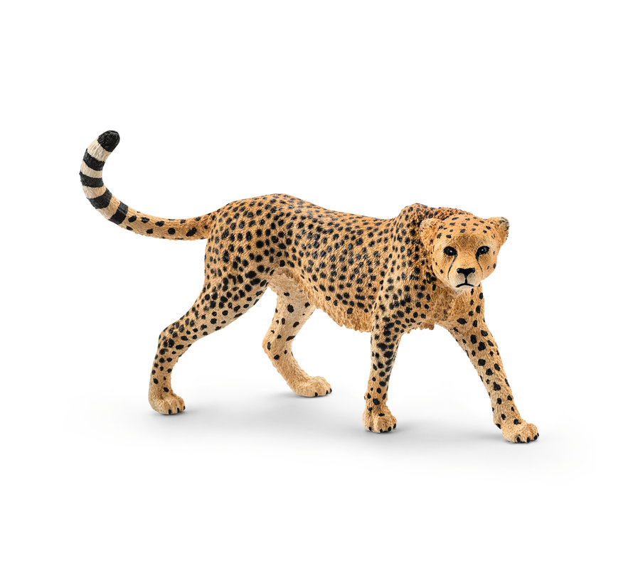 Cheetah, female 14746