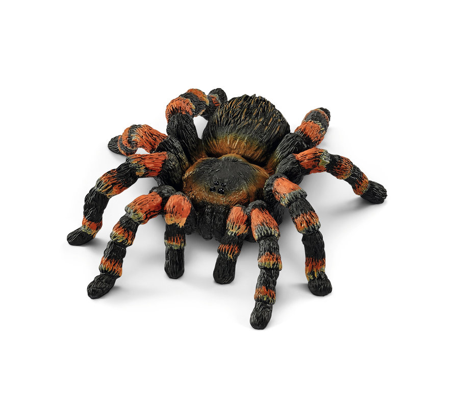 Tarantula Vogelspin 14829