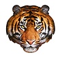 Puzzel Tijger I AM Tiger 300pcs