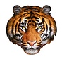 Puzzles 300: I AM Tiger