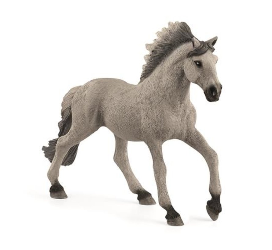 Sorraia Mustang Stallion 13915