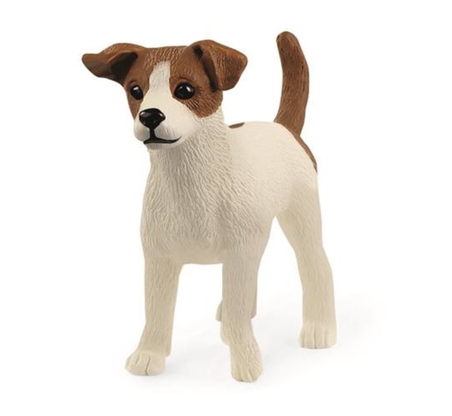 Hond Jack Russel Terrier 13916