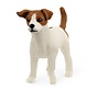 Hond Jack Russel Terrier 13916