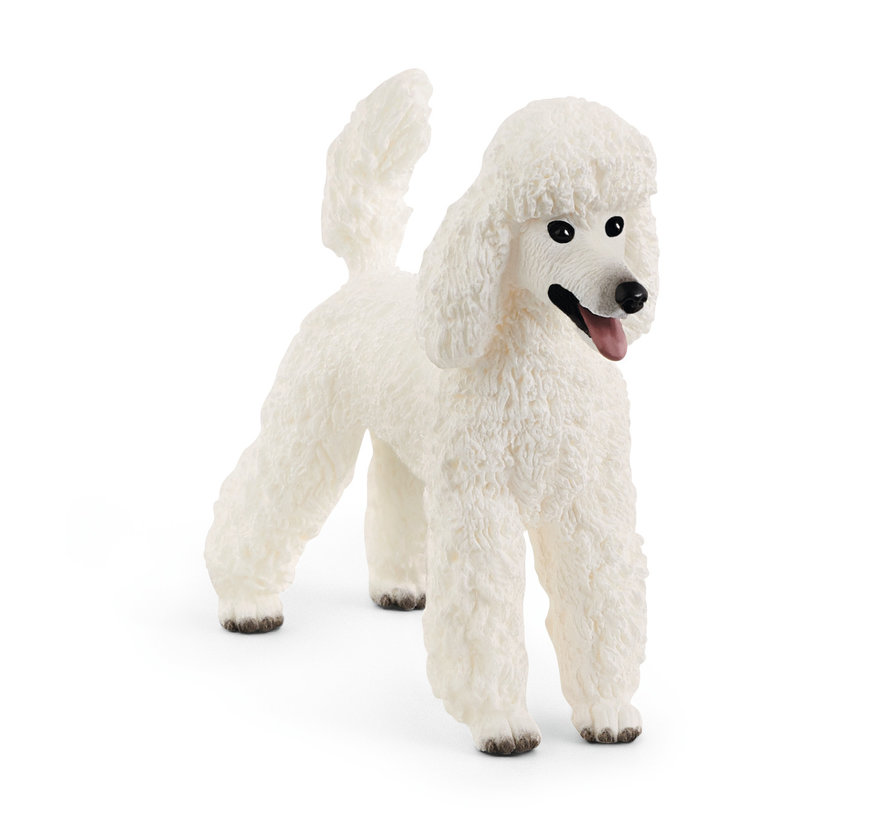 Poodle 13917