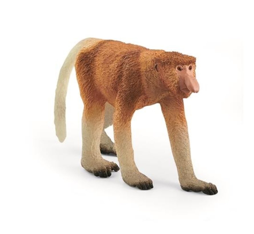 Proboscis Monkey 14846