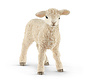 Lamb 13883