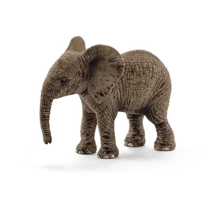 African Elephant Calf 14763