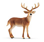 White-Tailed Buck 14818