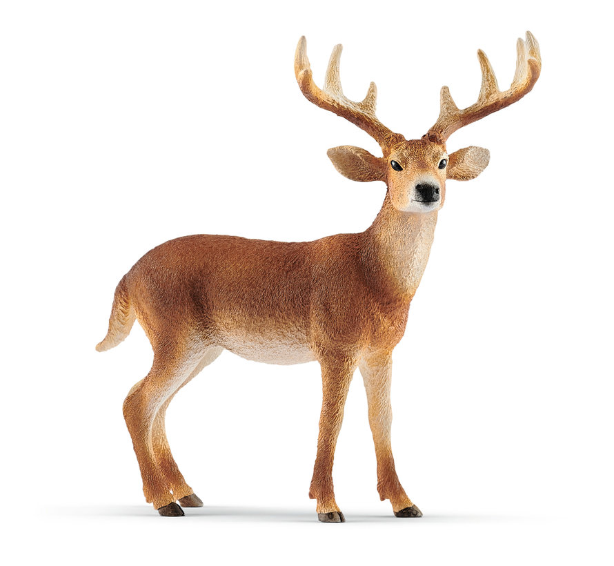 White-Tailed Buck 14818