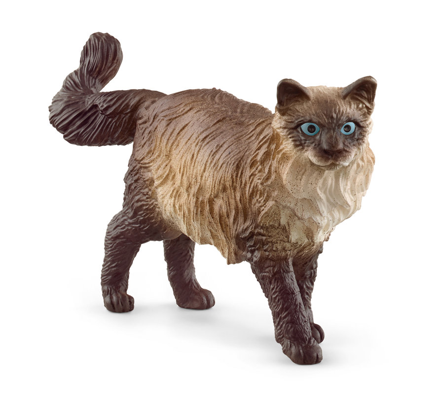 Ragdoll Cat 13940