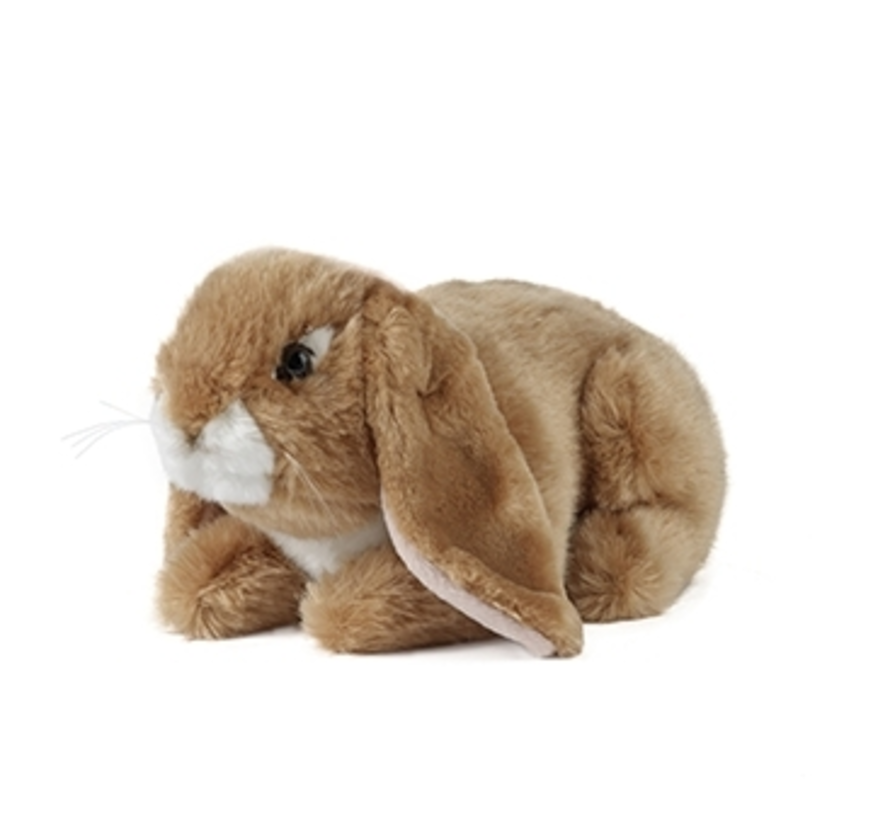 Lop Eared Rabbit Brown