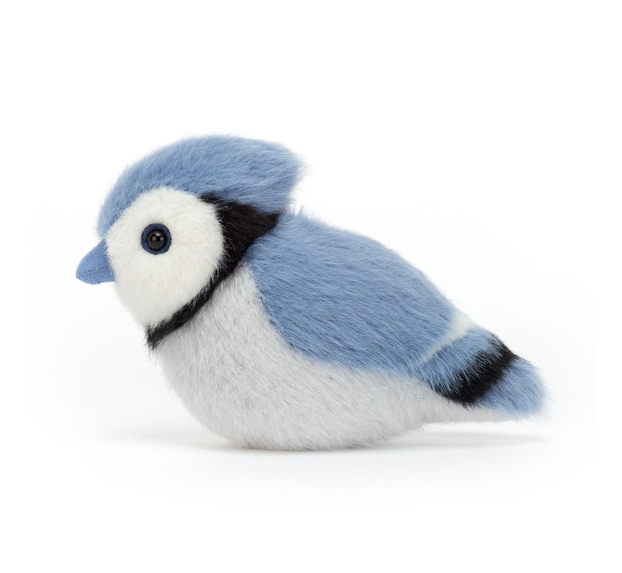 Birdling Blue Jay