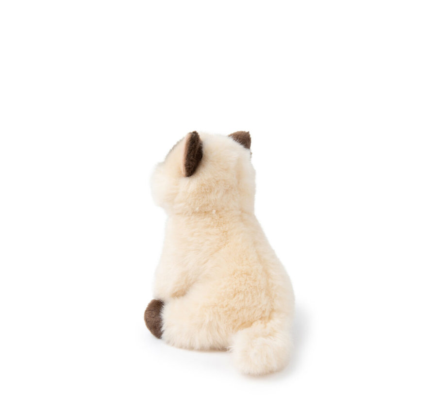 Eddie the Siamese in giftbox - 17 cm - 6,5"